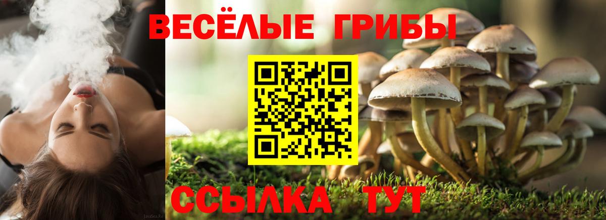Псилоцибиновые грибы мицелий Юрга